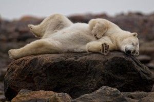 Polar bear relaxing on rocks at Seal River Heritage Lodge Polar bear relaxing on rocks at Seal River Heritage Lodge