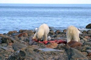 Polar bears chowing down on the coast of Hudson Bay. Polar bears chowing down on the coast of Hudson Bay near Churchill Wild's Seal River Heritage Lodge.