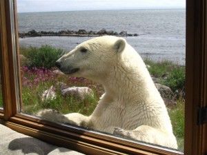 peek-a-boo polar bear peek-a-boo polar bear