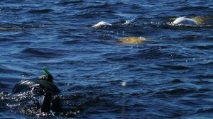 beluga swim beluga swim