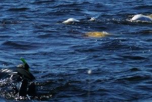 Swimming with beluga whales in Hudson Bay Swimming with beluga whales in Hudson Bay
