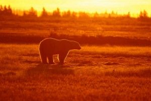 Polar bear at sunset Nanuk Polar bear Lodge Polar bear at sunset Nanuk Polar bear Lodge