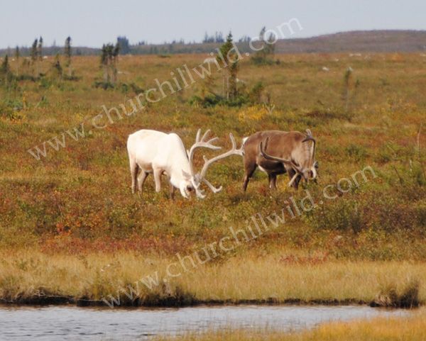 white-caribou rare white caribou