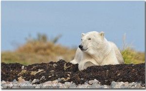 Peaceful polar bear Peaceful polar bear in Northern Manitoba. Charles Glatzer photo.