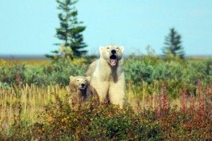 Polar bear yawning with cub Nanuk Polar Bear Lodge Polar bear yawning with cub Nanuk Polar Bear Lodge