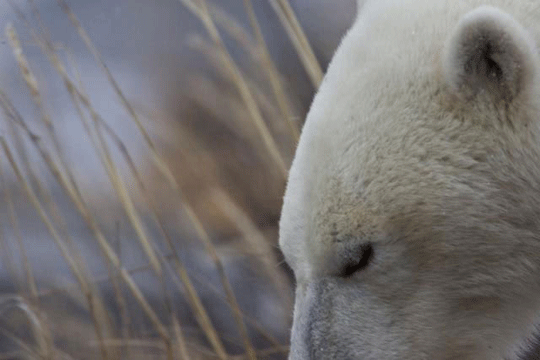 polarbear540