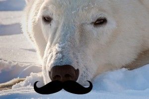whiskers