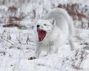 Arctic Fox yawning on Hudson Bay Coast Arctic fox yawning on tundra near Churchill Wild's Seal River Heritage Lodge.
