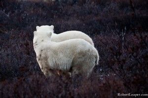 Polar bear cubs double take Polar bear cubs double take