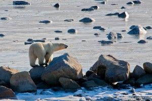 Polar bear surveys his icy domain on Hudson Bay Polar bear surveys his icy domain on Hudson Bay