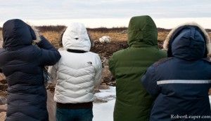 Polar bear watching Churchill Wild style Polar bear watching Churchill Wild style