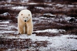 Polar bears will make you feel alive Polar bear cubs double take