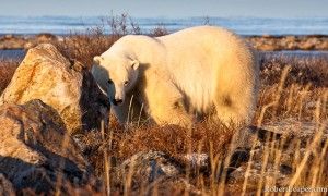 Polar bears and sunshine go well together Churchill polar bear in the sun on Hudson Bay