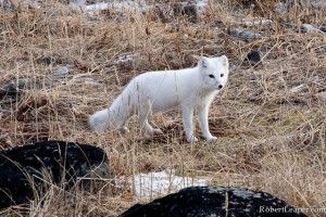 Arctic Fox on tundra at Seal River, Hudson Bay, Northern Manitoba Arctic Fox on tundra at Seal River, Hudson Bay, Northern Manitoba