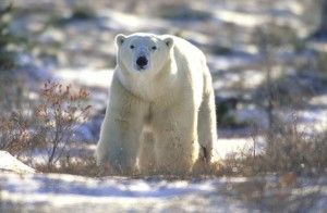 Big Churchill polar bear Big Churchill polar bear at Seal River on Hudson Bay