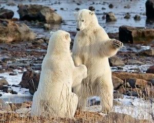 Polar bears dancing near Seal River Heritage Lodge on the coast of Hudson Bay Polar bears dancing near Churchill Wild's Seal River Heritage Lodge on the coast of Hudson Bay.