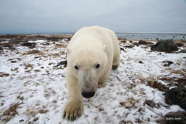 Polar bear closeup by Robert Smith Churchill polar bear walks towards photographer at Churchill Wild's Seal River Heritage Lodge.