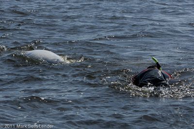 beluga swim