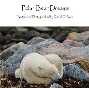 Polar Bear Dreams by Daniel D'Auria Polar Bear Dreams by Daniel D'Auria