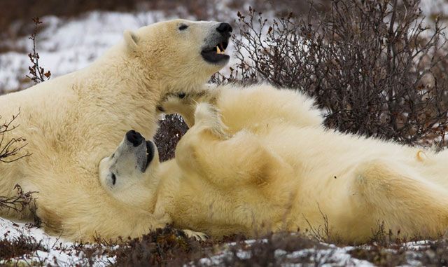 Polar bears cuddling near Seal River Heritage Lodge in Manitoba. Polar bears cuddling near Seal River Heritage Lodge in Manitoba.