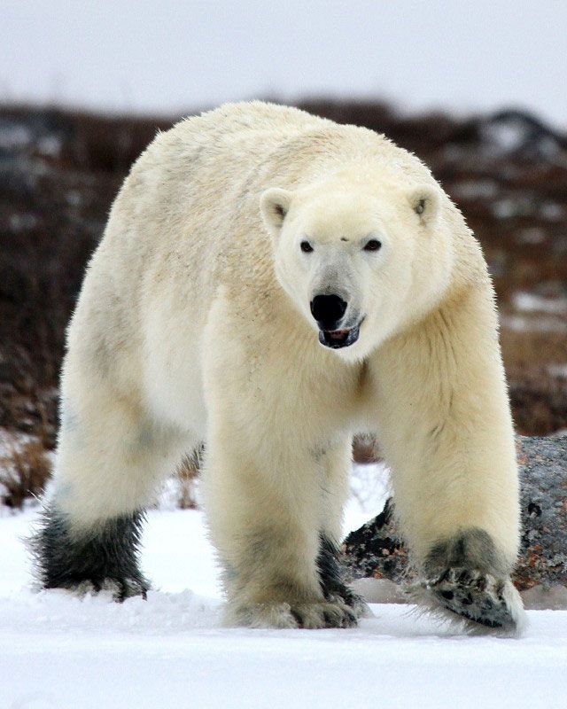 Big polar bear near Churchill Wild's Seal River Heritage Lodge, Hudson Bay, Manitoba. Big polar bear near Churchill Wild's Seal River Heritage Lodge, Hudson Bay, Manitoba.