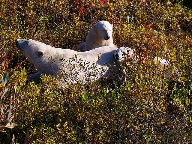 Polar bear cubs with Mom at Nanuk Polar Bear Lodge. Polar bear cubs with Mom at Nanuk Polar Bear Lodge.