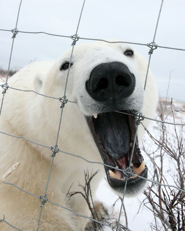 Polar bear bites fence at Seal River Heritage Lodge. Polar bear bites fence at Seal River Heritage Lodge.