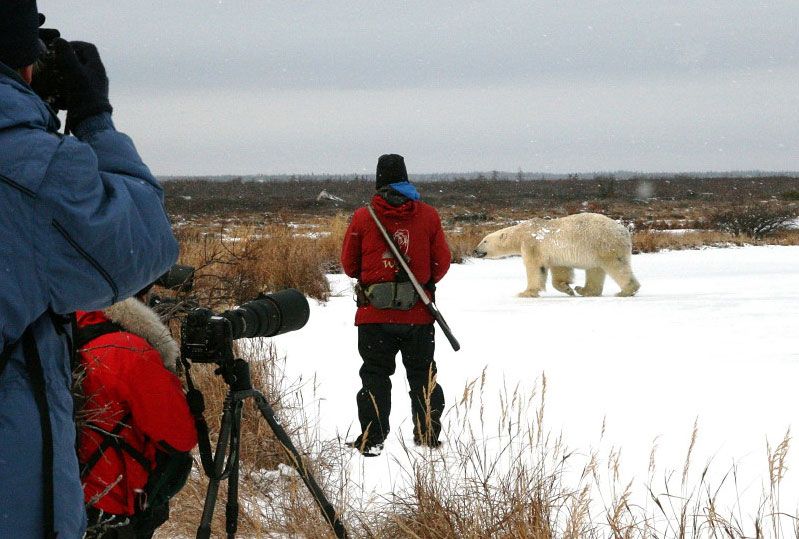Photographers walking with polar bears at Churchill Wild. Photographers walking with polar bears at Churchill Wild.