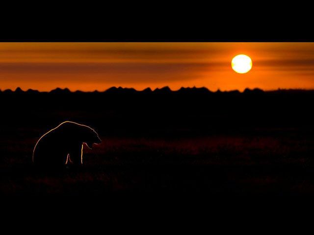 polar bear at sunset Polar bear at sunset near Seal River Heritage Lodge.
