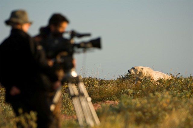 Polar bear being filmed at Seal River Polar bear being filmed at Seal River