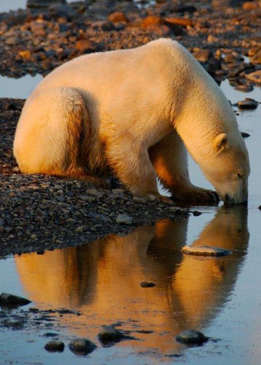 polar bear reflection Polar bear sees reflection on Hudson Bay.