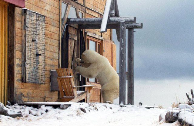 Polar bear looking for Cranberry Cake at Seal River Heritage Lodge. JulieThompson Photo. Polar bear looking for Cranberry Cake at Seal River Heritage Lodge. JulieThompson Photo
