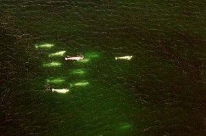 beluga4_5 Arial view of beluga whales at Churchill Wild.