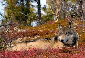 Arctic Wolf at North Knife Lake Lodge Arctic Wolf at North Knife Lake Lodge