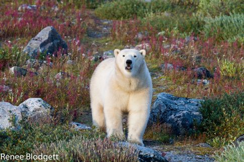 Polar bear near Seal River Heritage Lodge Photo Credit: Renee Blodgett Polar bear near Seal River Heritage Lodge Photo Credit: Renee Blodgett