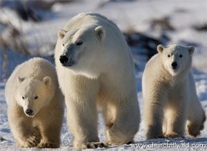 Great Ice Bear Polar Bear Tour Great Ice Bear Polar Bear Tour