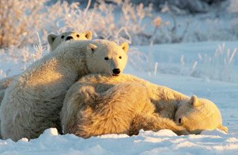 Mother Polar Bear and Cubs - Dennis Fast Mother Polar Bear and Cubs - Dennis Fast