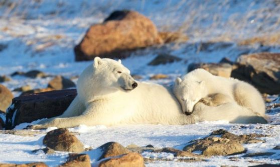 Polar Bear Mom with Cubs at Seal River Lodge - Missi Mandel Photo Polar Bear Mom with Cubs at Seal River Lodge - Missi Mandel Photo