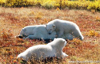 Polar bears relaxing Nanuk Polar Bear Lodge Polar bears relaxing Nanuk Polar Bear Lodge