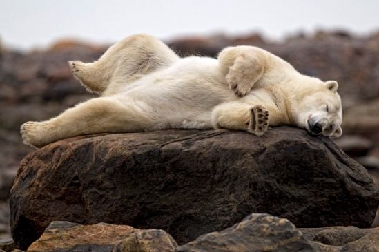 Polar Bear relaxing near Seal River Lodge - Robert Postma Photo Polar Bear relaxing near Seal River Lodge - Robert Postma Photo