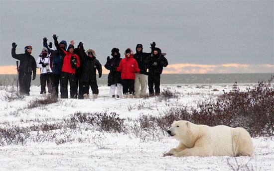 Polar Bear Photo Safari - Churchill Wild - Seal River Heritage Lodge Polar Bear Photo Safari - Churchill Wild - Seal River Heritage Lodge
