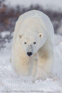 Polar bear walking towards, Seal River, Manitoba, Canada Polar bear walking towards, Seal River, Manitoba, Canada