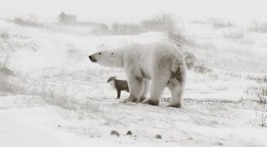 Polar bear and fox at Seal River Lodge Polar bear and fox at Seal River Lodge