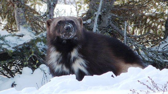 Wolverine at Dymond Lake Lodge - Great Ice Bear Adventure 2012 Wolverine at Dymond Lake Lodge - Great Ice Bear Adventure 2012