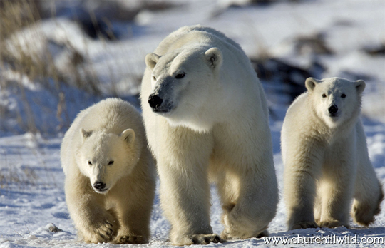 Great Ice Bear Adventure - Polar bear mom with cubs at Dymond Lake Lodge Great Ice Bear Adventure - Polar bear mom with cubs at Dymond Lake Lodge