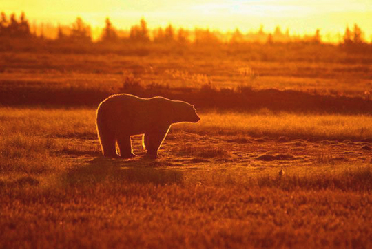 Sun sets on a polar bear near Nanuk Polar Bear Lodge Sun sets on a polar bear near Nanuk Polar Bear Lodge