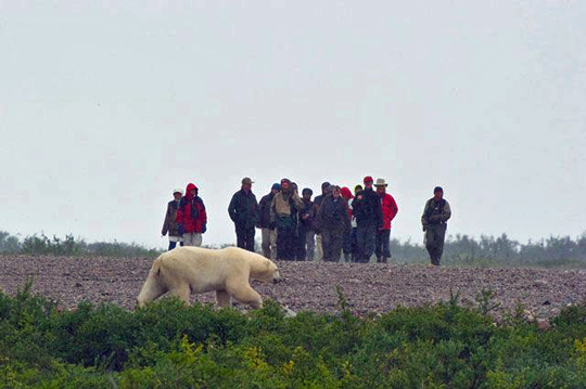 Walking with polar bears at Churchill Wild Walking with polar bears at Churchill Wild