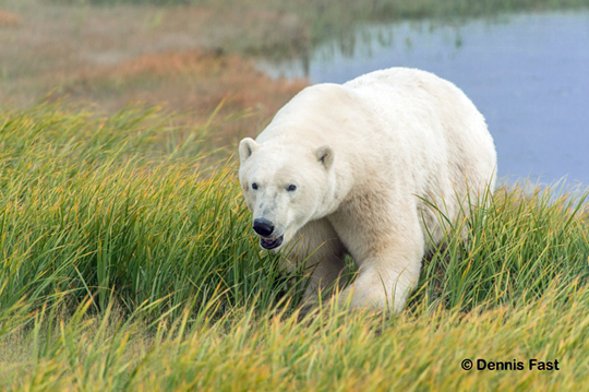 Polar bear approaches at Nanuk. Polar bear approaches at Nanuk.