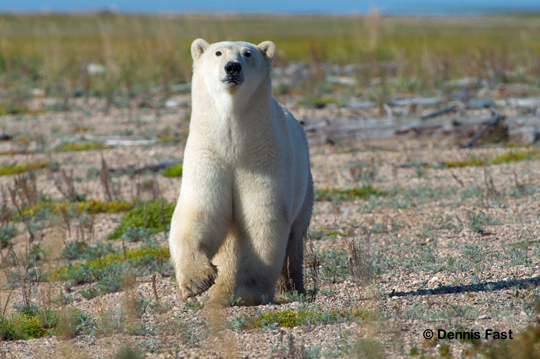 Polar bear approaching fast! Polar bear approaching fast at nanuk Polar Bear Lodge.