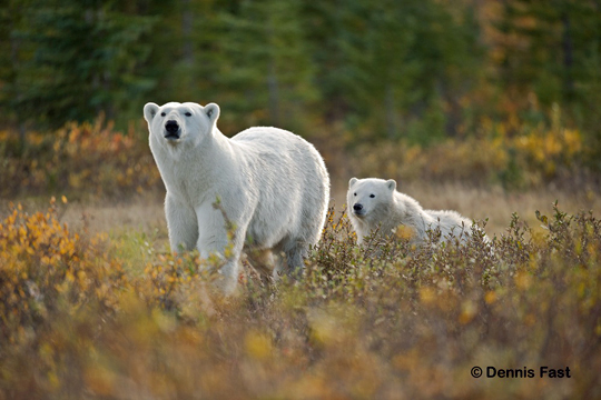 What's going on over there? What's going on over there? Polar bear Mom and Cub at Nanuk Polar Bear Lodge.
